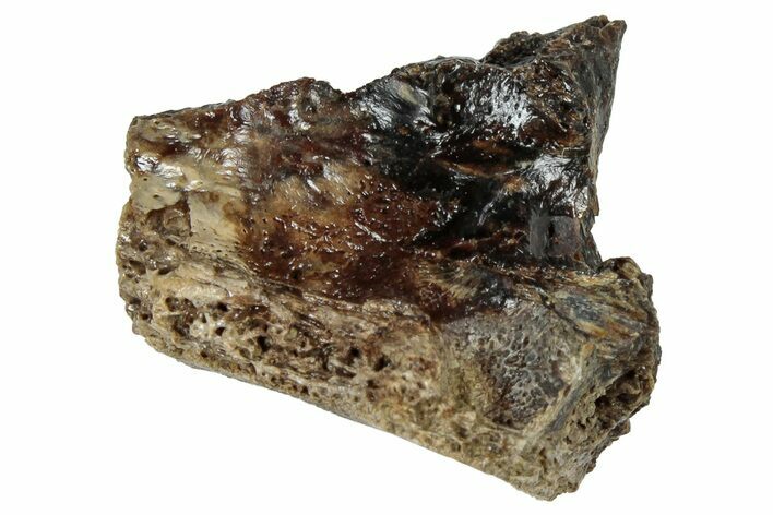 Fossil Tyrannosaur (T rex) Bone Section - Wyoming #309940